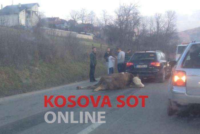 Në magjistralen Kaçanik-Ferizaj vetura aksidentohet me një lopë (Foto)
