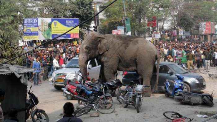 Tmerruese: Elefanti i tërbuar shkakton kaos në qytet (Video)