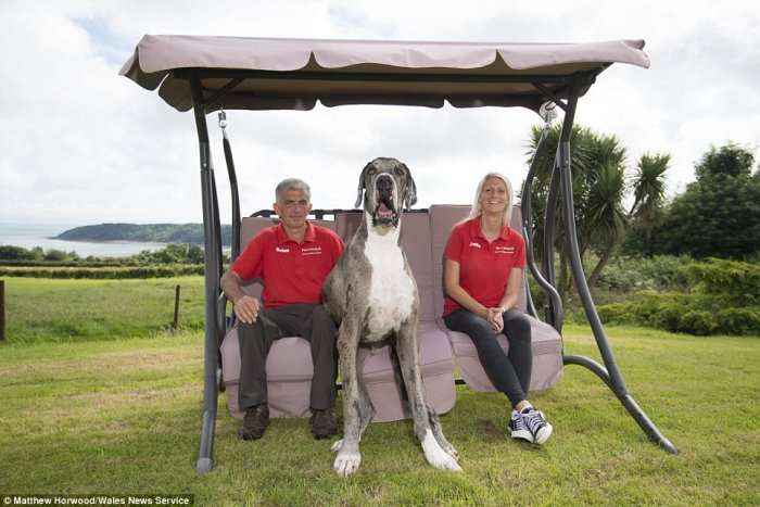A është ky  qeni më i madh në botë (Foto)