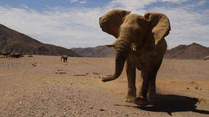 Incidenti tragjik, elefanti qëllon me gurë në kokë 7-vjeçaren (Video)