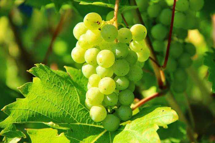 Ekstrakti i farave të rrushit, më efektiv se kimioterapia