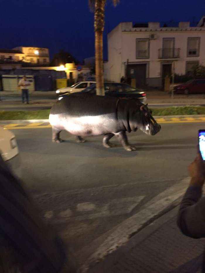  Hipopotami në mes të qytetit, ja reagimi i kalimtarëve (Video)