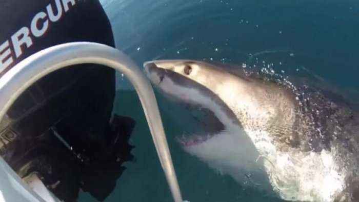 Peshkaqeni 3.5 metra terrorizon peshkatarët (Video)