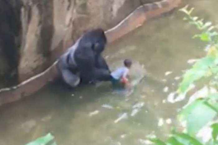 Nëna e fëmijës që ra në kafazin e gorillës rrezikon burgun (Video)