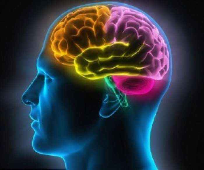 Oksimoron, njerëzit inteligjentë e përdorin trurin më pak