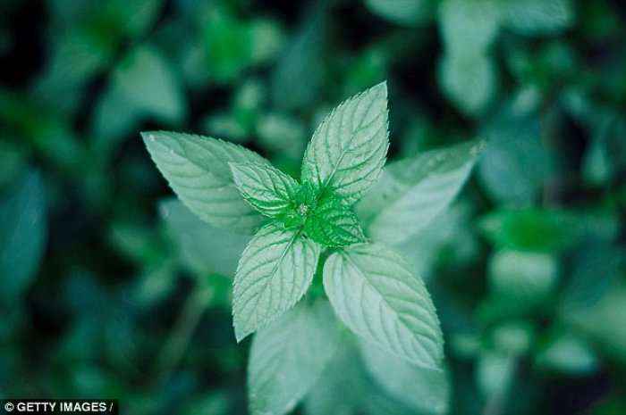 Bimët që shërojnë gjithçka, nga ulcerat e deri te fryrjet në stomak