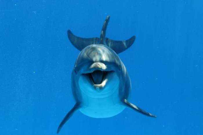 Zbulim i pabesueshëm: Delfinët bisedojnë sikur njerëzit