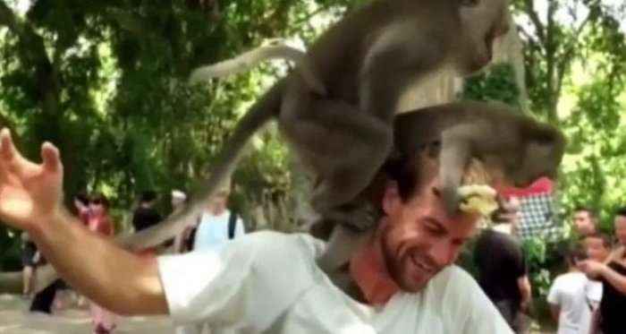Qesharake: Ja çfarë bëjnë majmunët mbi kokën e tij (Video)