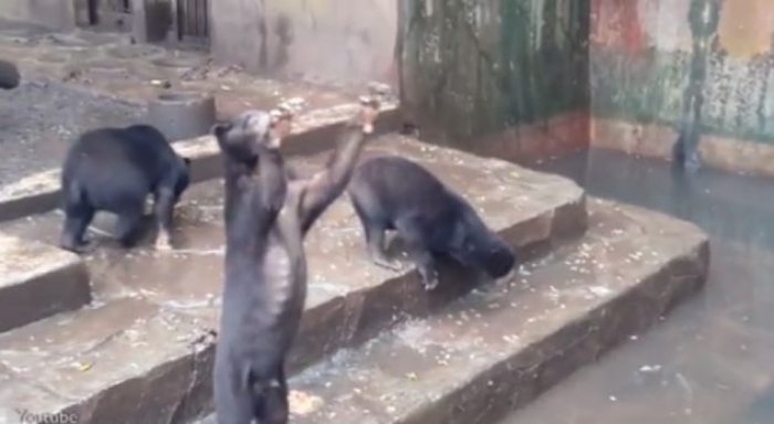 Shokuese, arinjtë kockë e lëkurë u ‘luten’ vizitorëve për ushqim (Video)
