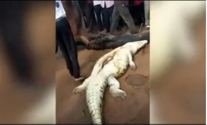 Ia çajnë barkun krokodilit, brenda gjejnë trupin e një fëmije (Video+18)