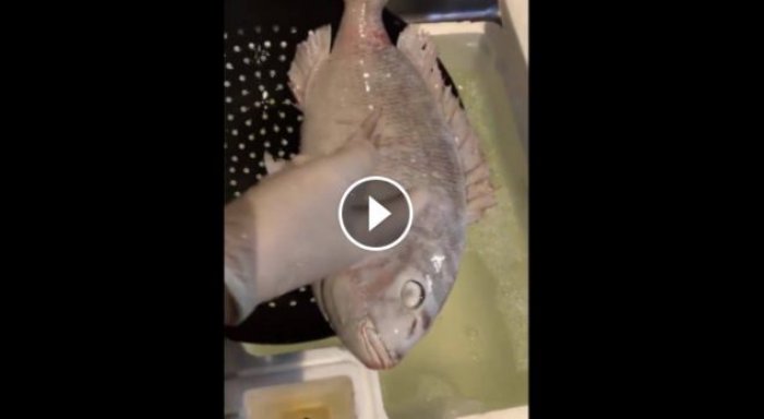 Peshku i ngrirë në frigorifer, kthehet në jetë posa futet në ujë (Video)