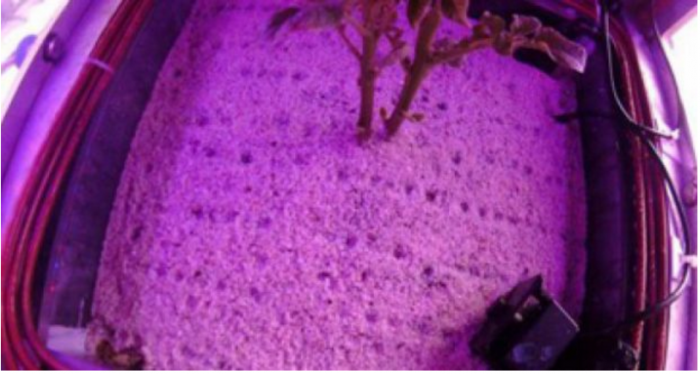 Eksperiment: Në Mars mund të rriten patate