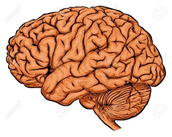 Fakte interesante për trurin e njeriut