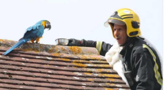 Papagalli i arratisur e shan zjarrfikësin
