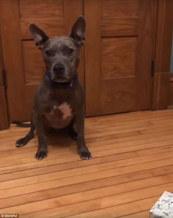 Ky mund të jetë qeni më i bindur në botë(Video) 
