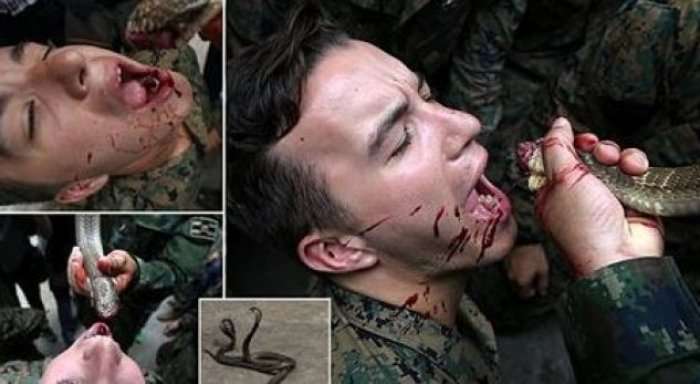 Stërvitja ekstreme e marinsave amerikanë, pinë gjak kobre për të mbijetuar (Foto)
