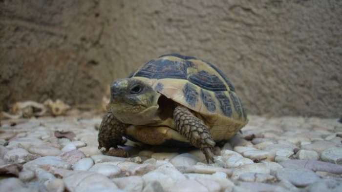 Pse janë breshkat dhe kërminjtë e ngadalshëm?