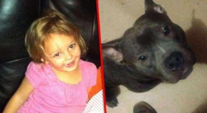 Babai i bleu vogëlushes së tij një pitbull, pesë ditë më vonë ajo u sulmua për vdekje nga qeni