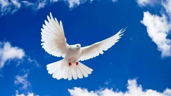 Pse pëllumbi simbolizon paqen?