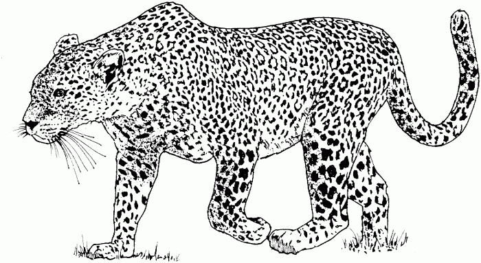 Fakte interesante për Leopardin