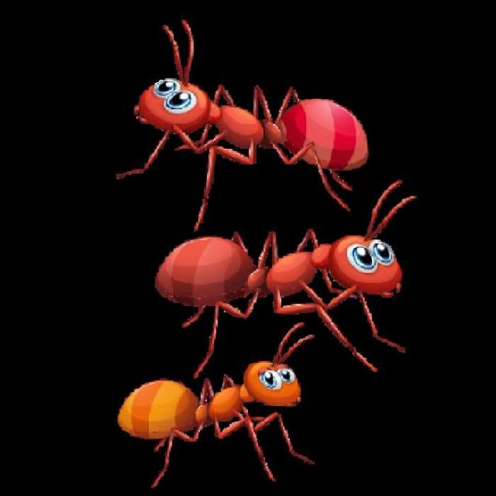 A e keni ditur këtë për milingonat e zjarrit?