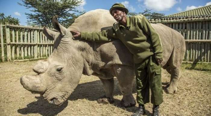 Ngordh rinoçeronti i fundit i bardhë në botë