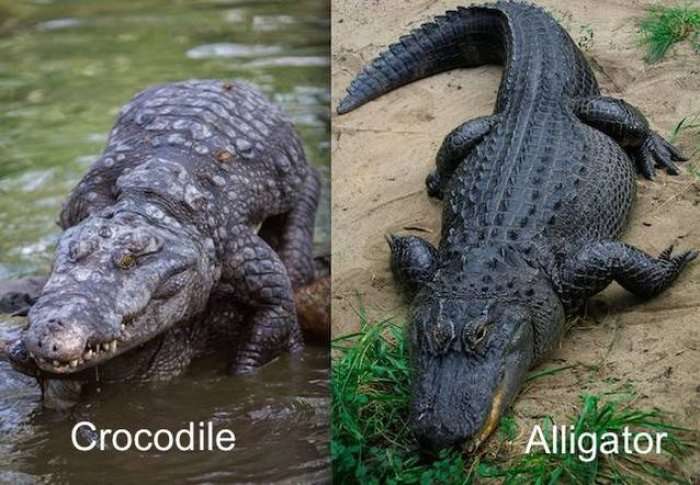 Cilat janë dallimet në mes të aligatorëve dhe krokodilëve?