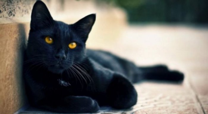 Përse macet e zeza u bënë ‘simbol i së keqes’