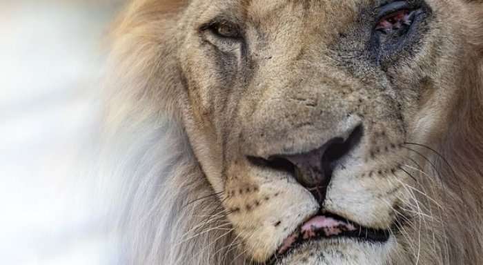 Luani me sy të nxirë në kopshtin zoologjik të Fierit, nis zhvendosja nga inspektorët e mjedisit