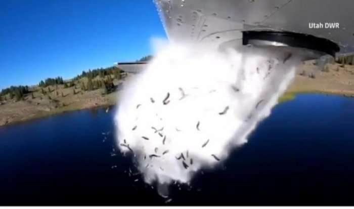 Liqenet ‘bombardohen’ me peshq nga aeroplani (Video)