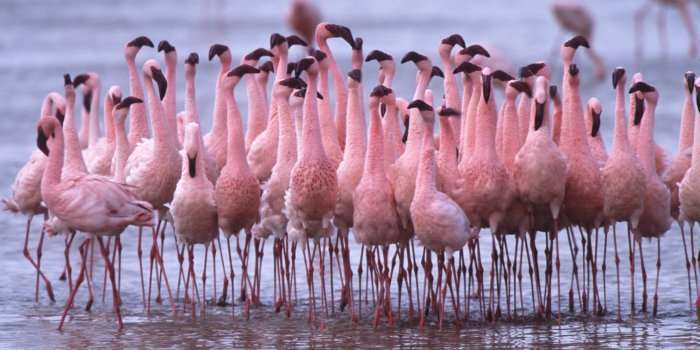 A kanë të gjithë flamingot ngjyrën rozë?