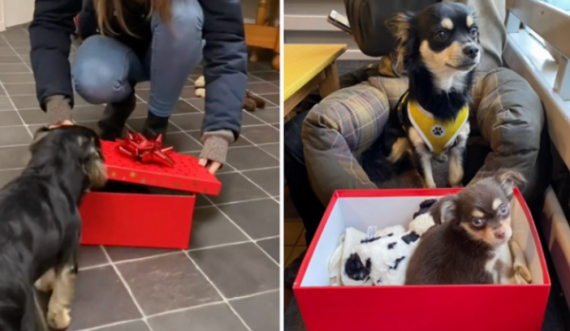 Qenit i dhurohet një qenush për Krishtlindje – shkrinë së qeshuri njerëzit me reagimin