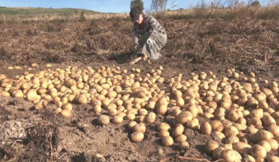 Mungesa e tregut për shitje detyron fermerët e Kukësit të groposin patatet