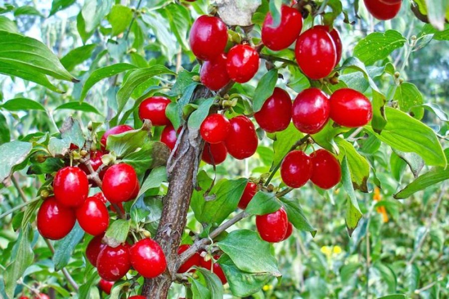 Thanat -pemë me shije të hatashme dhe fruta shërues