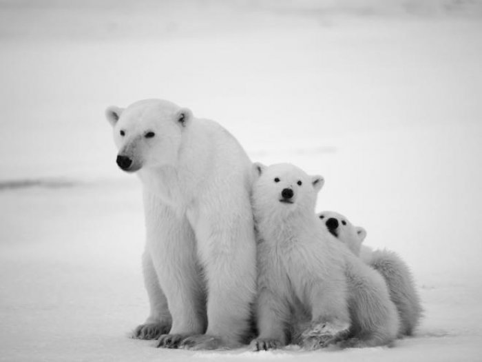 Gjithçka rreth arinjve polarë