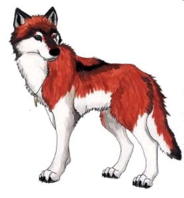 A e dini se ekziston ujku i kuq?
