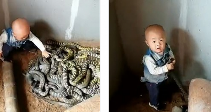 Video tronditëse tregon fëmiun e vogël teksa kapë dhe luan me një grumbull gjarpërinjësh