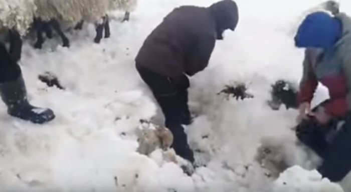 Çobanët i shpëtojnë delet që i kishte mbuluar bora (Video)