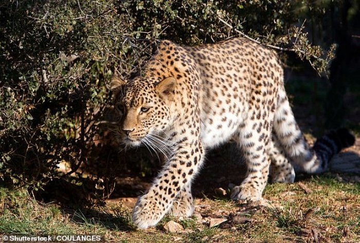 Pamjet tronditëse, leopardi i rrëmben nënës vajzën 3-vjeçare, fundi tragjik i vogëlushes (Video)