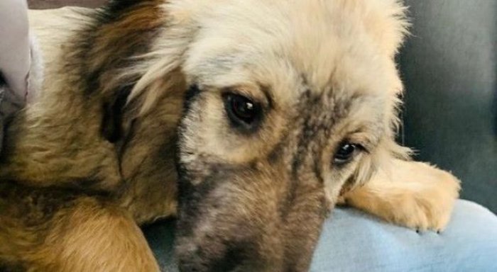 Qenit të Sharrit që Vuçiq do t'ia dhurojë Putinit i bëhet gati edhe pasaporta