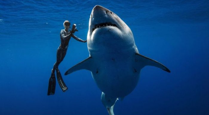 Zhytësja e guximshme amerikane noton bashkë me peshkaqenin e bardhë
