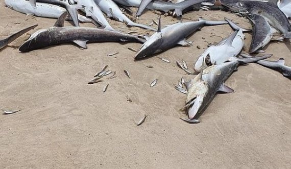 Peshkaqenët e ngordhur dalin në breg të detit