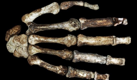 Fosilet e gjetura të arkaikëve mund ta ndryshojnë historinë e njerëzimit 