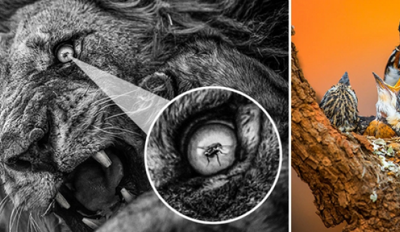  Imazhi i luanit në ulëritje teksa miza i ndalon në sy, fiton çmimin Fotografi i Vitit të Afrikës 2021 