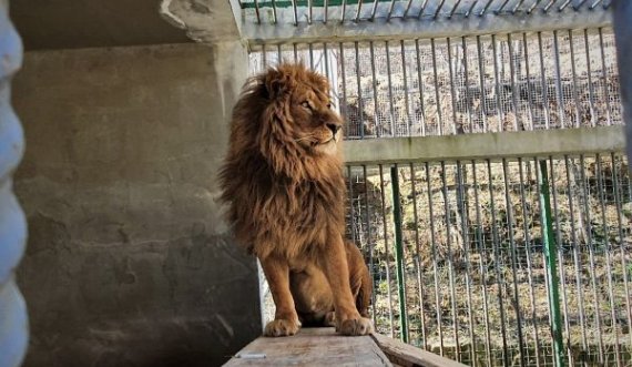  Vaksinohet luani që mbahet në kafaz në një restorant në Gjilan 