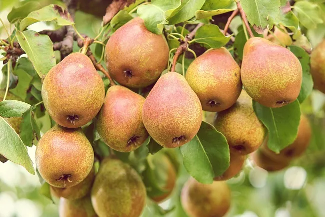 Frutat e vjeshtës që patjetër duhet t’i keni në tryezë