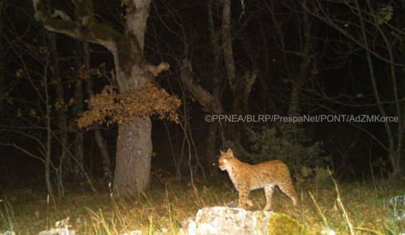 Rrëqebulli i Ballkanit fotografohet për herë të parë në Parkun Kombëtar të Prespës