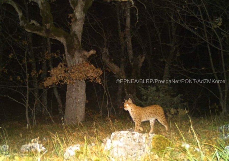 Rrëqebulli i Ballkanit fotografohet për herë të parë në Parkun Kombëtar të Prespës