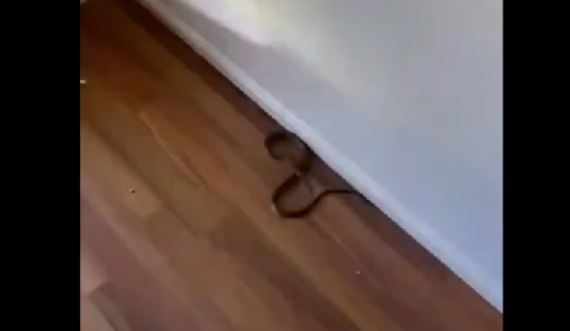 Një person gjen gjarprin e dytë më helmues në botë në dhomën e ndenjes