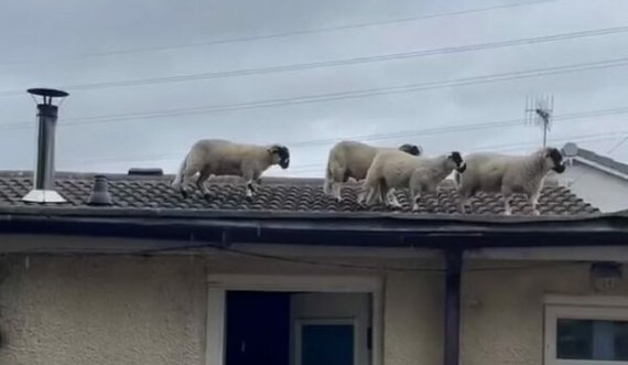 I zgjoi një zhurmë e çuditshme që vinte nga kulmi, çifti britanik habitet kur sheh tufën e deleve